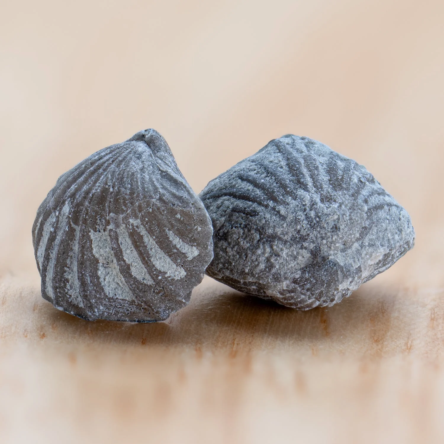 Ancient Oceans - 4-in-1 Fossil Specimen Collection - Image 13