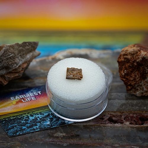 Earliest Life - North Pole Dome Stromatolite - Image 3